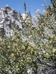 Cercocarpus ledifolius intermontanus