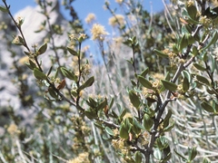 Cercocarpus ledifolius intermontanus