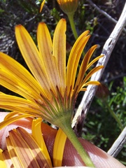 Dimorphotheca