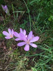 Colchicum
