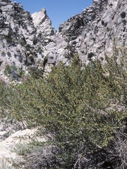 Cercocarpus ledifolius intermontanus