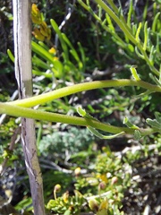 Dimorphotheca
