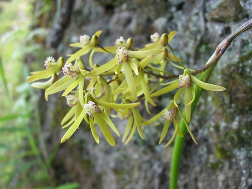 Dendrobium crispatum