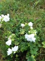 Malva moschata