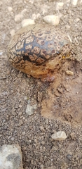 Pisolithus arhizus