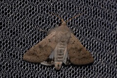 Pandesma submurina