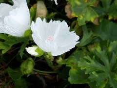 Malva moschata