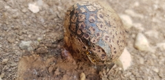 Pisolithus arhizus