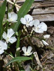 Calochortus minimus