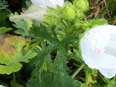 Malva moschata
