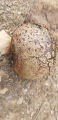 Pisolithus arhizus