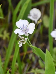 Calochortus minimus