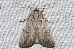 Ectopatria paurogramma