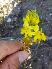 Bulbine frutescens