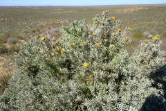 Leucospermum rodolentum