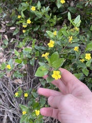Goodenia ovata