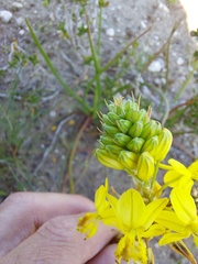 Bulbine frutescens