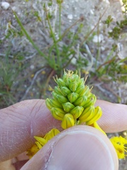 Bulbine frutescens