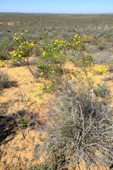Chrysocoma longifolia