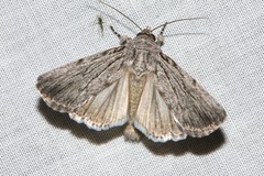 Ectopatria paurogramma