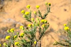 Chrysocoma longifolia