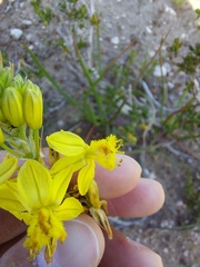 Bulbine frutescens