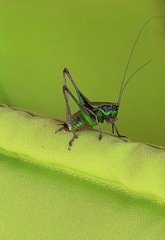 Eupholidoptera chabrieri