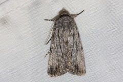 Ectopatria paurogramma