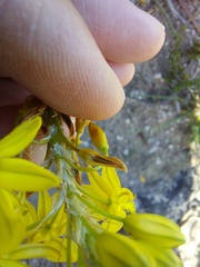 Bulbine frutescens
