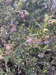 Thomasia petalocalyx