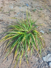 Iris lactea biglumis