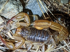 Paruroctonus silvestrii