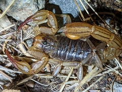 Paruroctonus silvestrii