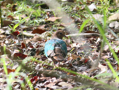 Chalcophaps longirostris