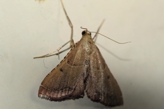 Endotricha flammealis