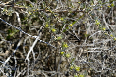 Aspalathus ternata