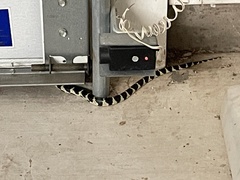 Lampropeltis californiae
