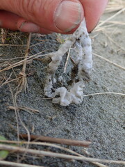 Ileodictyon cibarium