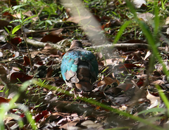 Chalcophaps longirostris