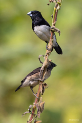 Spermestes bicolor poensis
