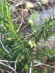 Cliffortia strobilifera