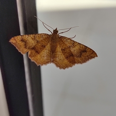 Camptogramma bilineata