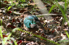 Chalcophaps longirostris