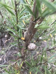 Cliffortia strobilifera