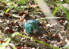 Chalcophaps longirostris