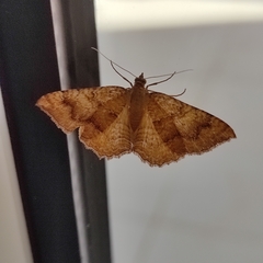 Camptogramma bilineata