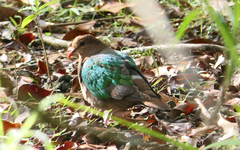 Chalcophaps longirostris