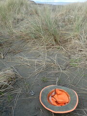 Ileodictyon cibarium