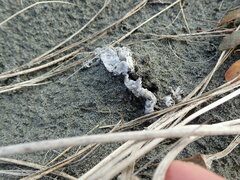 Ileodictyon cibarium