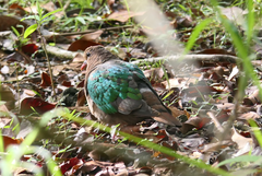 Chalcophaps longirostris